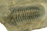 Prone Reedops Trilobite - Atchana, Morocco #376975-2